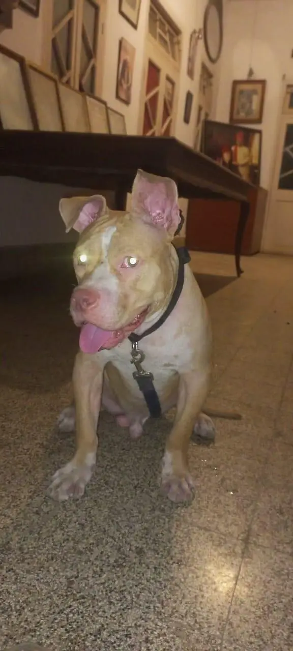 frindely and guarding purpose pittbull puppy — photo 7