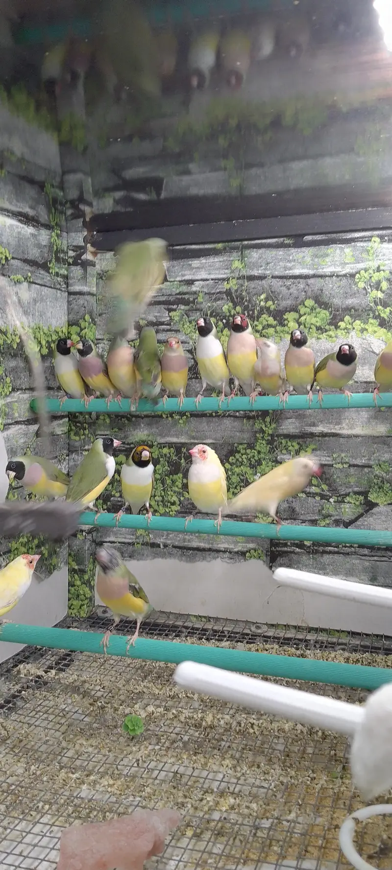 Lady Gouldian Exhibition Size Chick's & adult pairs available — photo 5
