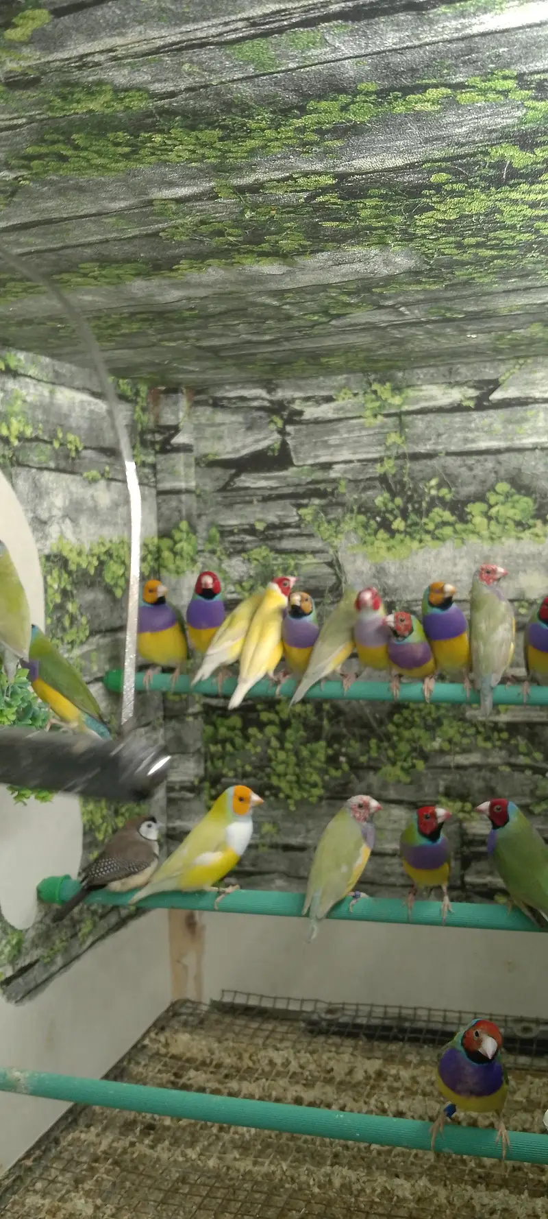 Lady Gouldian Exhibition Size Chick's & adult pairs available — photo 6