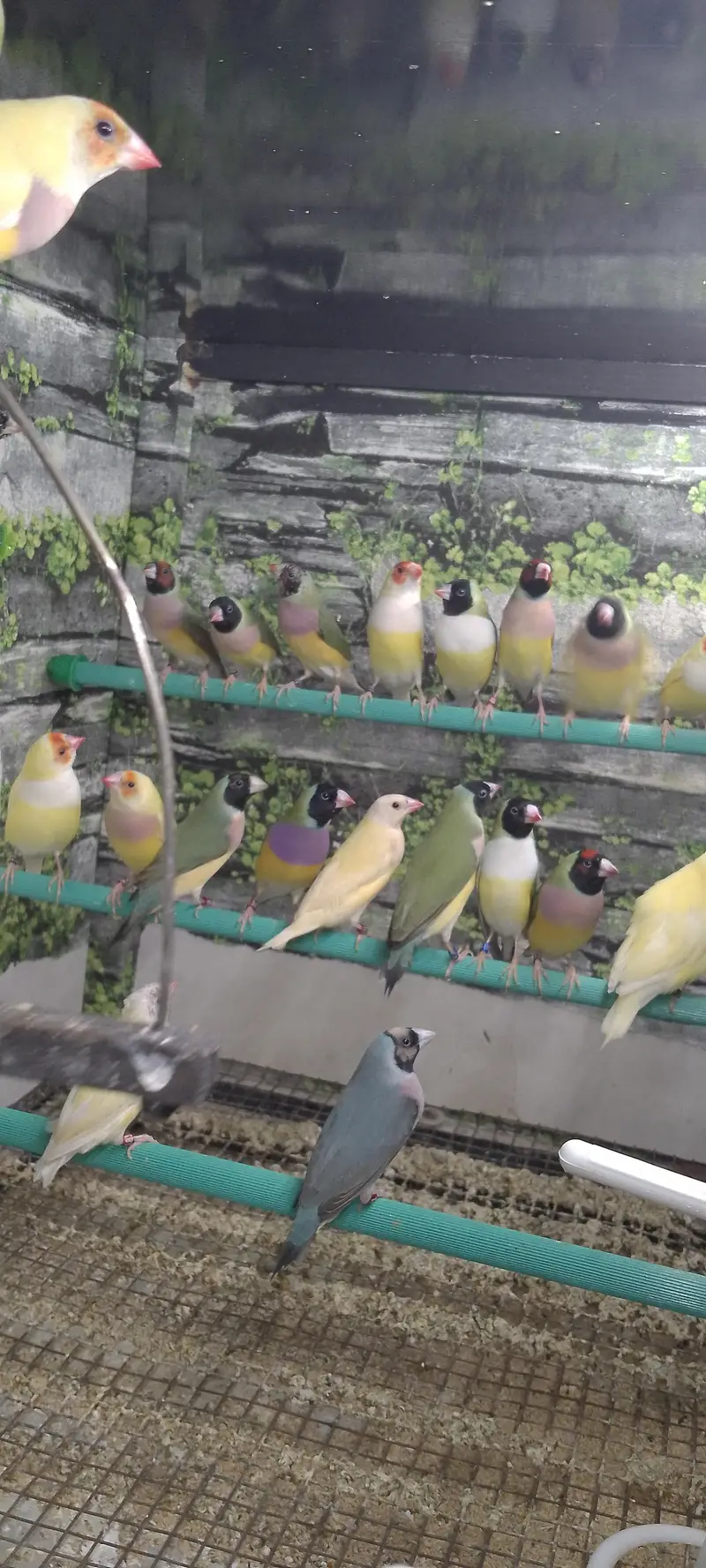 Lady Gouldian Exhibition Size Chick's & adult pairs available — photo 7