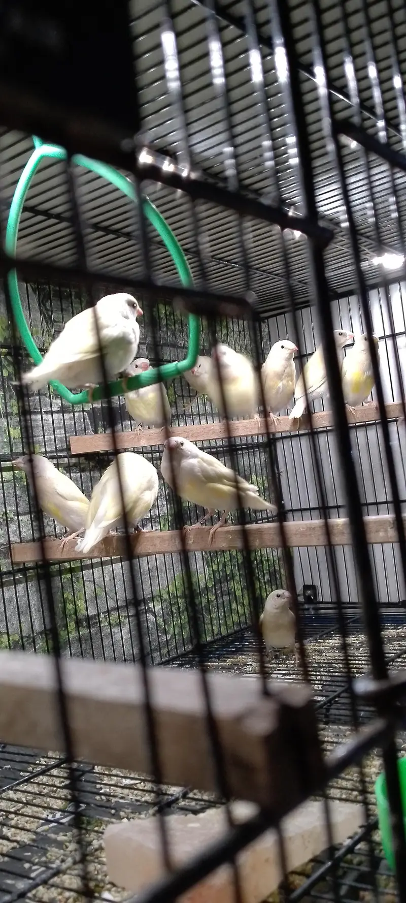 Lady Gouldian Exhibition Size Chick's & adult pairs available — photo 9