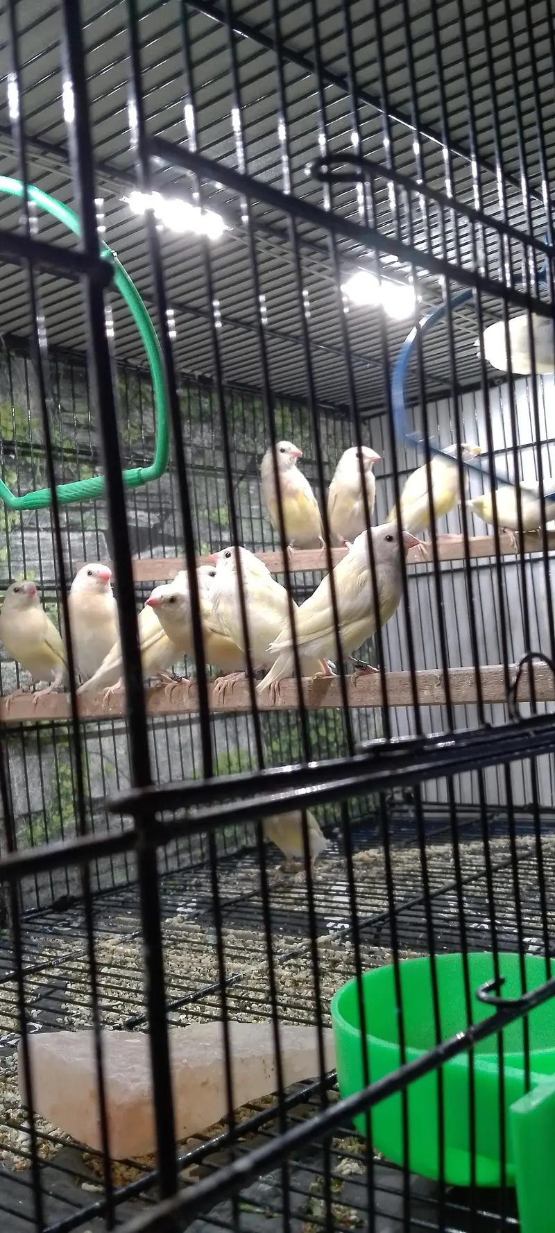 Lady Gouldian Exhibition Size Chick's & adult pairs available — photo 10