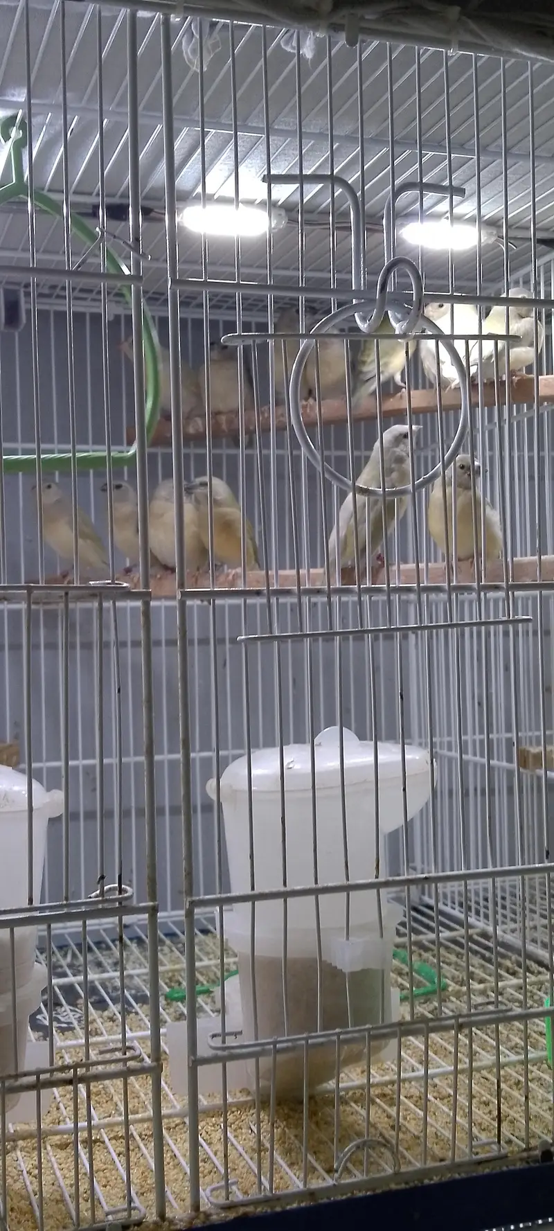 Lady Gouldian Exhibition Size Chick's & adult pairs available — photo 11