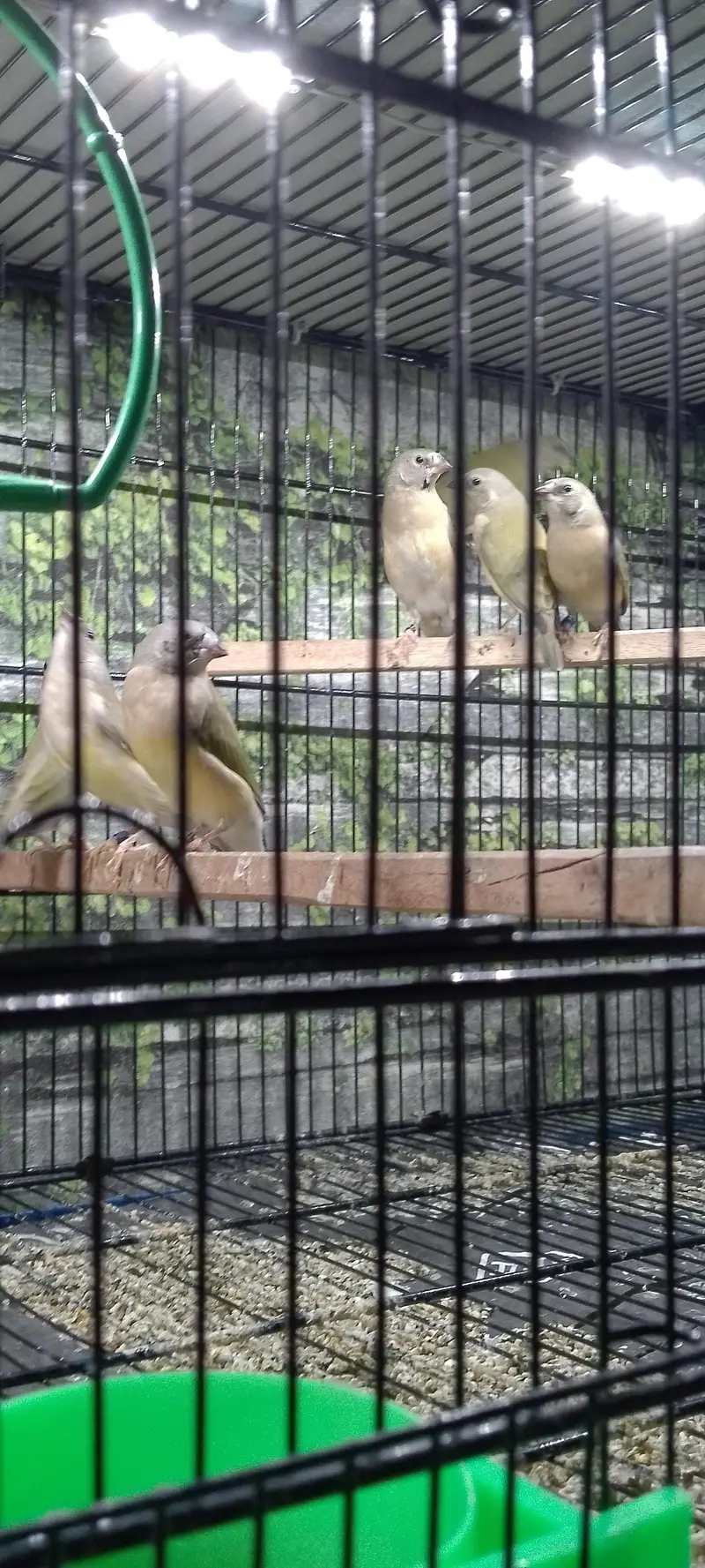 Lady Gouldian Exhibition Size Chick's & adult pairs available — photo 12