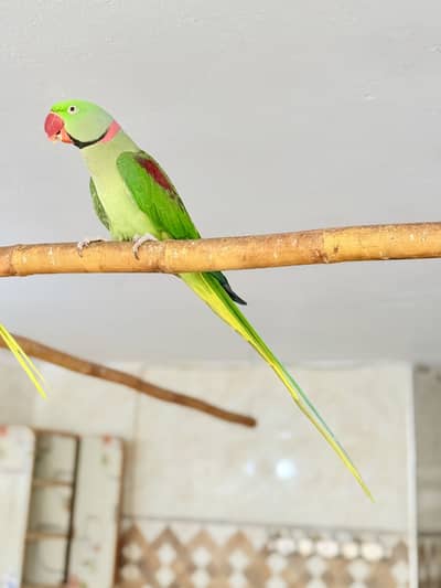 Raw parrot male urgent sale