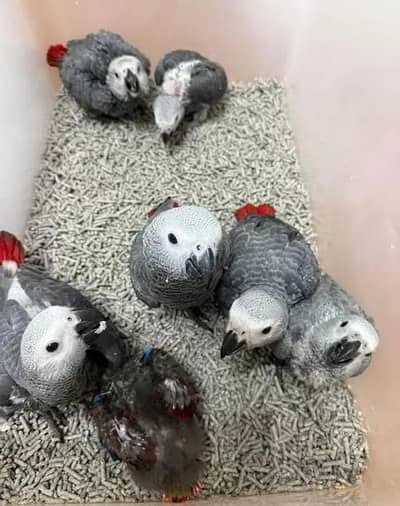 African grey parrot chips for sale 0370/79088/91