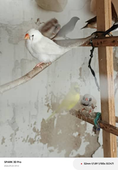 zebra finches
