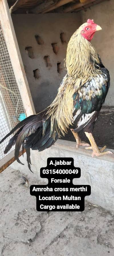 amroha cross merthi high quality