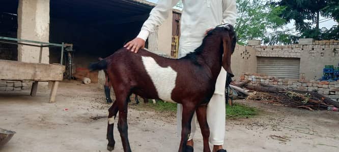 beautiful sahiwal nagra goat for sale