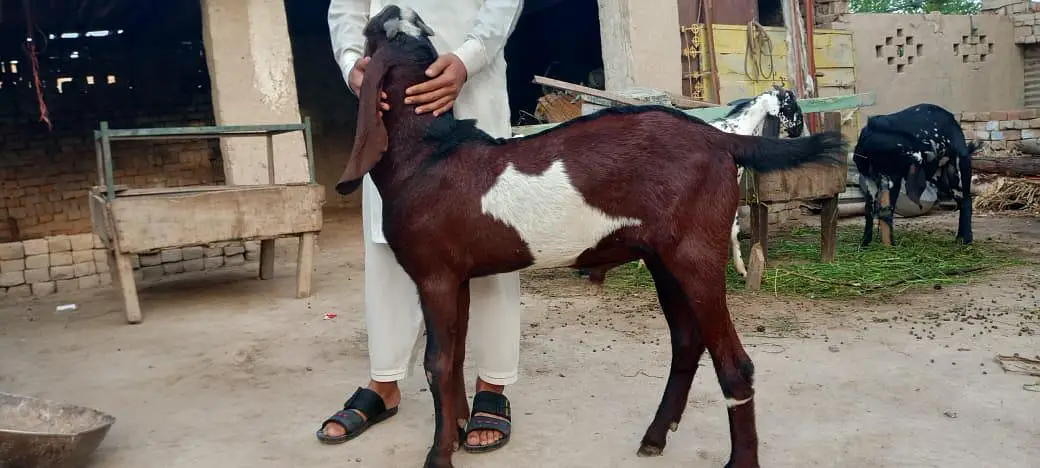 beautiful sahiwal nagra goat for sale — photo 2