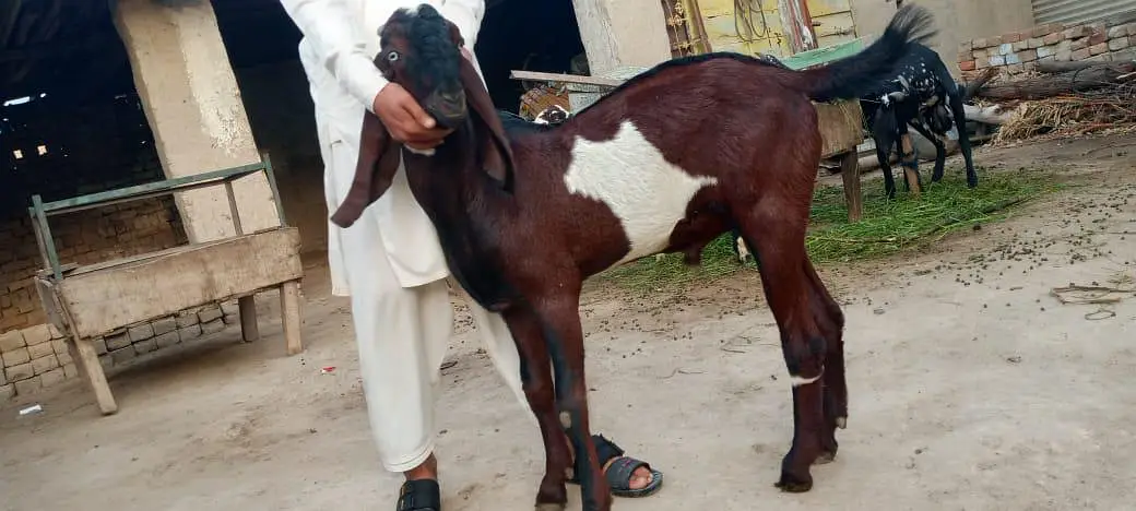 beautiful sahiwal nagra goat for sale — photo 3