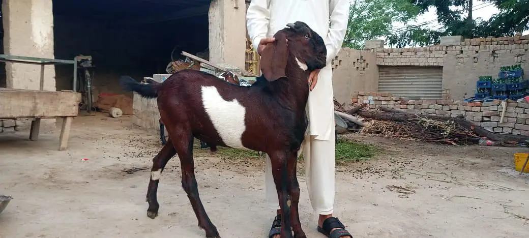 beautiful sahiwal nagra goat for sale — photo 4
