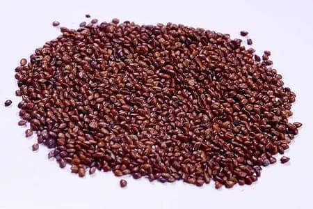 subabul, Leucaena leucocephala,  River tamarind seeds
