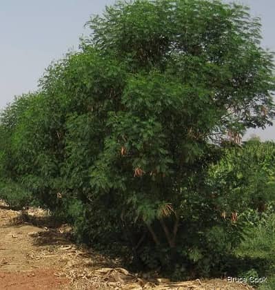 subabul, Leucaena leucocephala,  River tamarind seeds