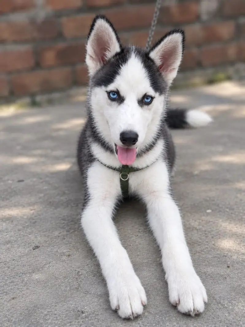 Shushi name h female — photo 2