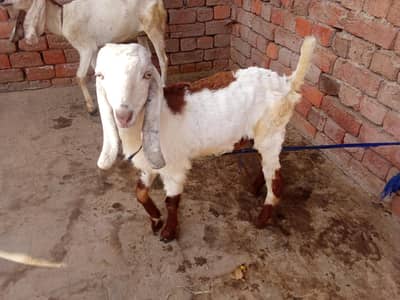 Goat kid for sale