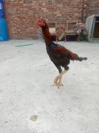 thai breed. watsap. 03214977095call.