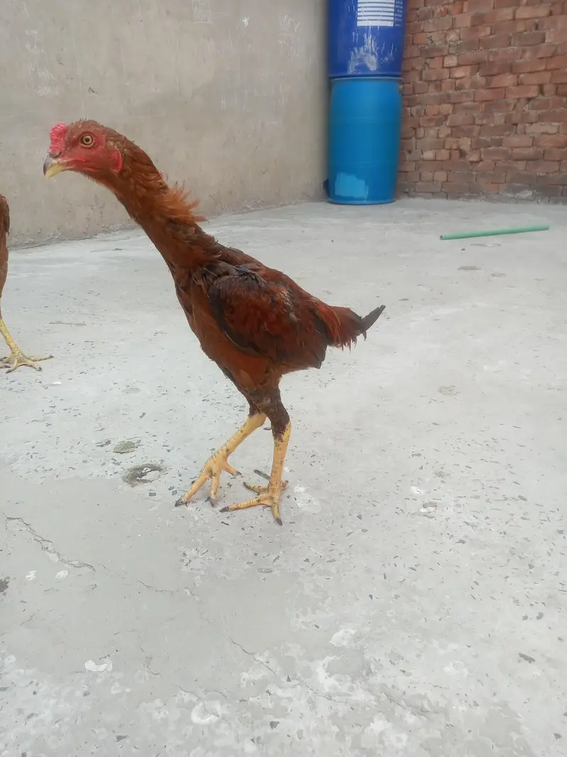 thai breed. watsap. 03214977095call. — photo 2