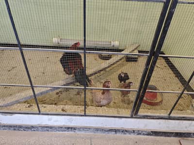 Mix Breeds plus golden for sale