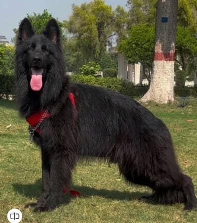 Champion class black German shepherd pink Pedigree male available