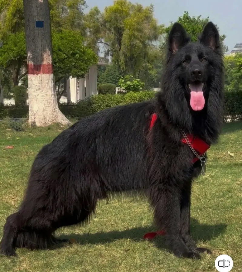Pink Pedigree black German shepherd proper long coat male available — photo 2