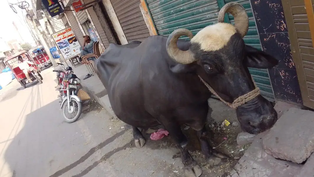 taza sue hue Maj for sale one month — photo 3