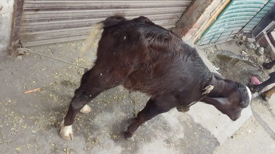 taza sue hue Maj for sale one month — photo 4