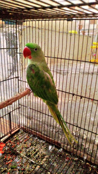 Raw Parrot