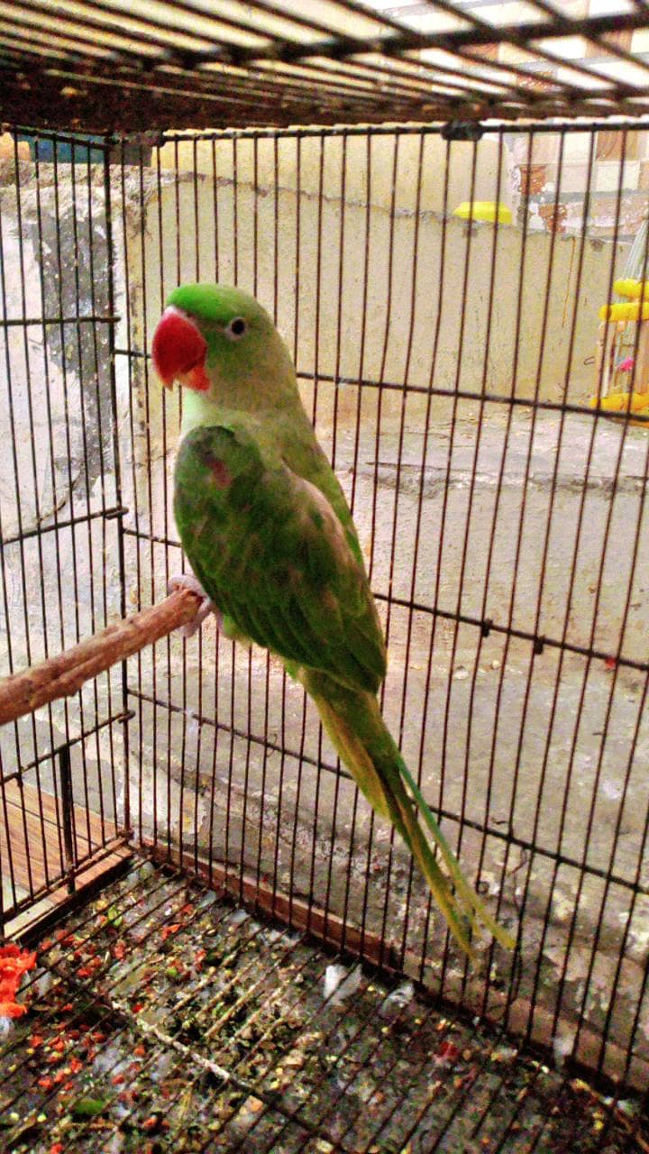 Raw Parrot 0