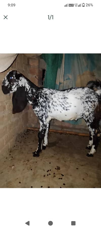 beetal male bkra for next qurbani