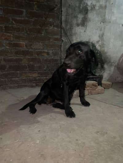 Labrador female dog