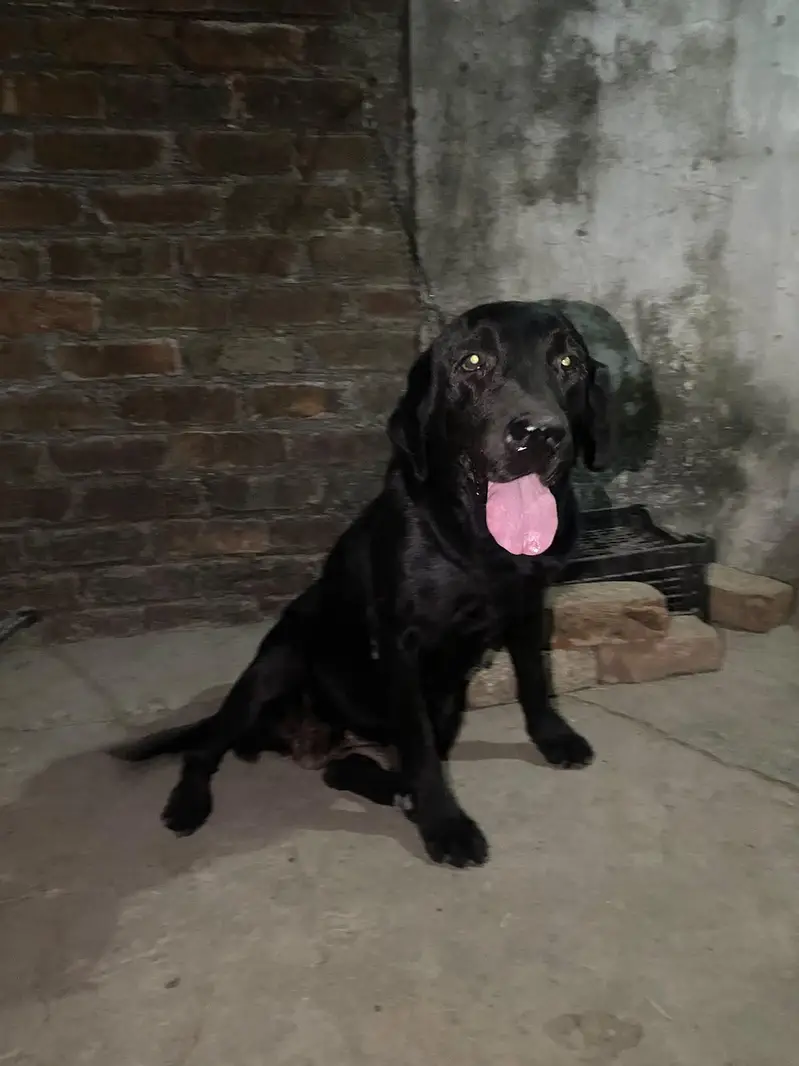 Labrador female dog — photo 2