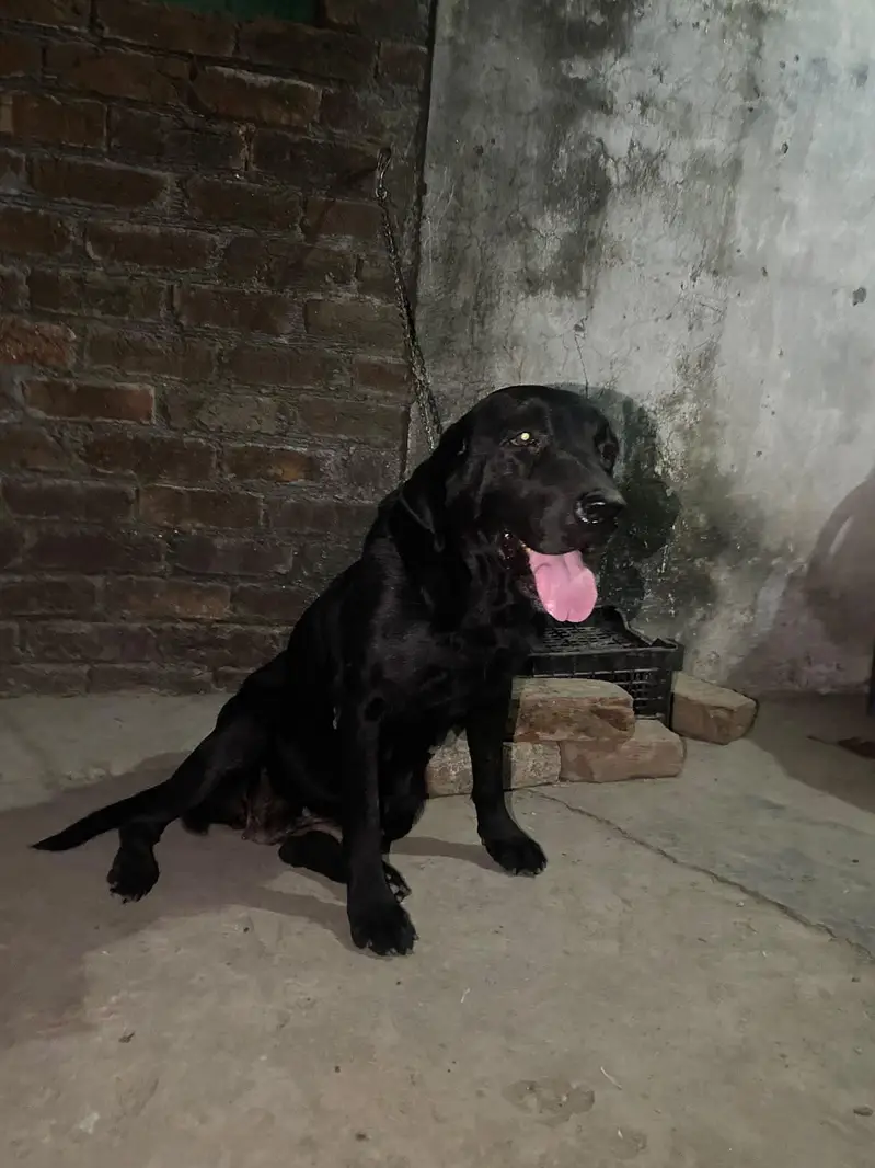 Labrador female dog — photo 3