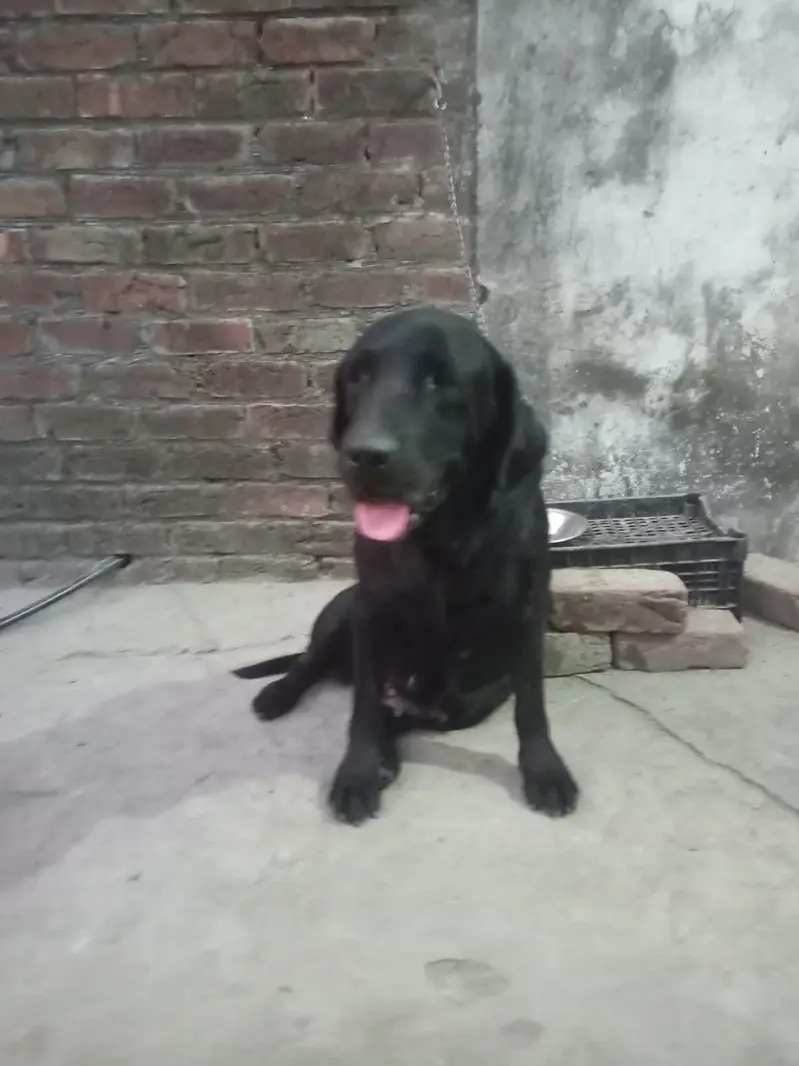 Labrador female dog — photo 4