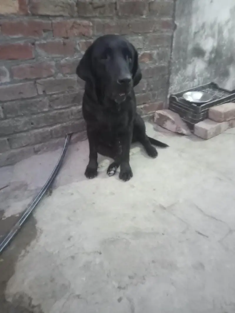 Labrador female dog — photo 5