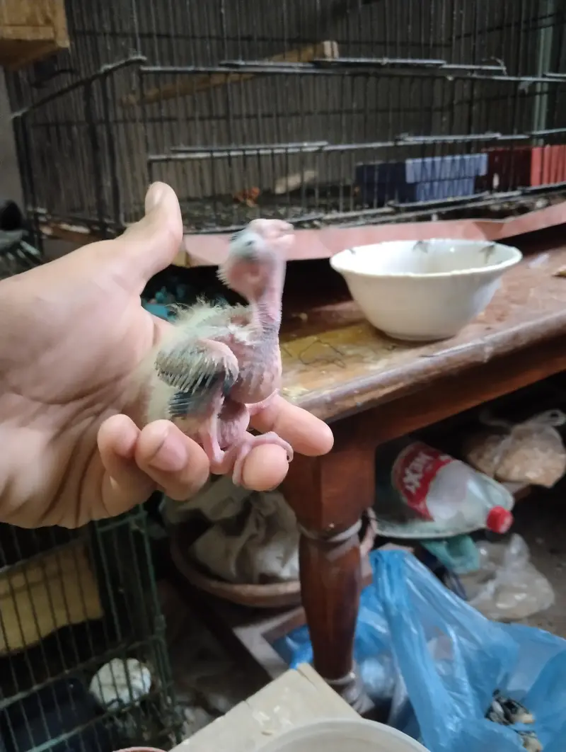 pied chick — photo 2