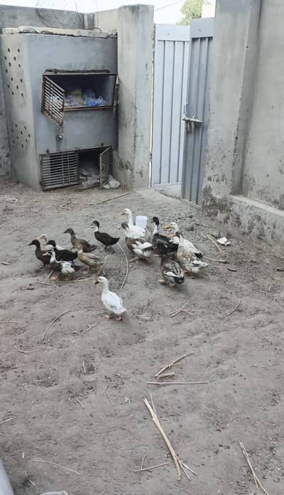 duck for sale