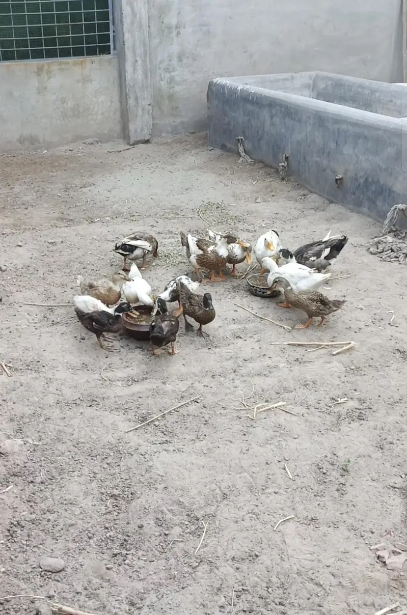 duck for sale — photo 3