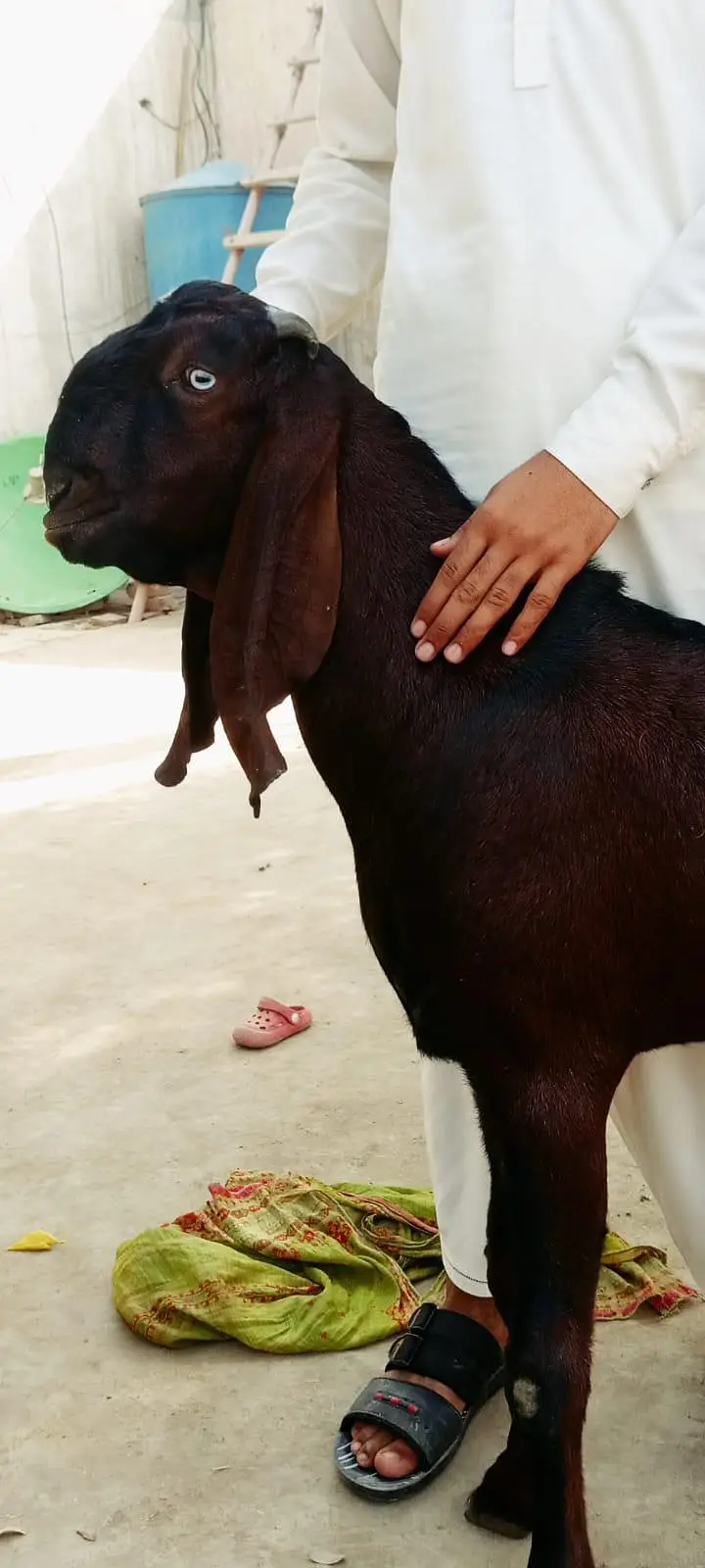 beautiful sahiwal nagra goat for sale — photo 5