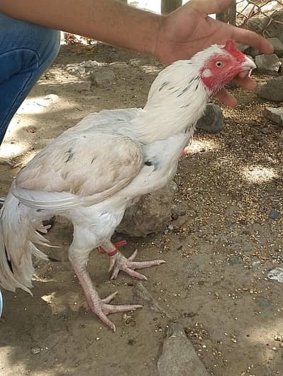 white mianwalli aseal breader argent for sale