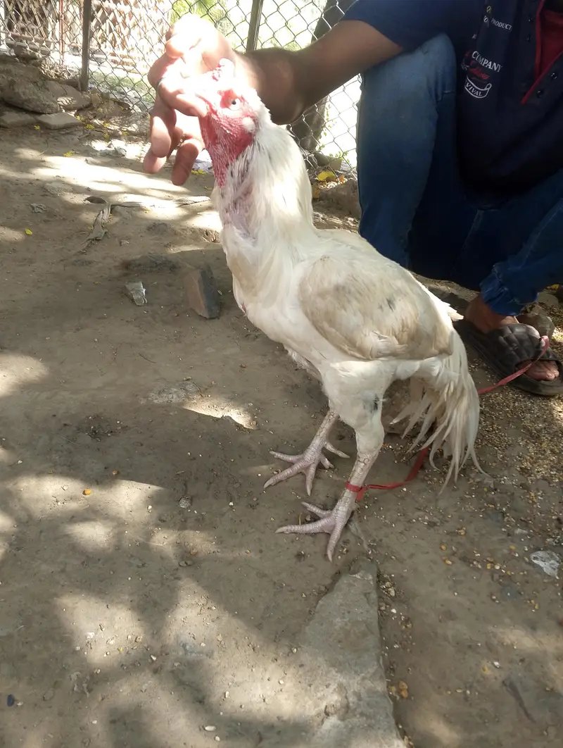 white mianwalli aseal breader argent for sale kami pasi ho jay ge — photo 2