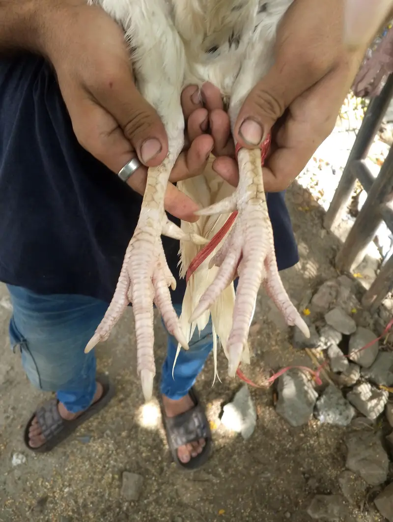 white mianwalli aseal breader argent for sale kami pasi ho jay ge — photo 3