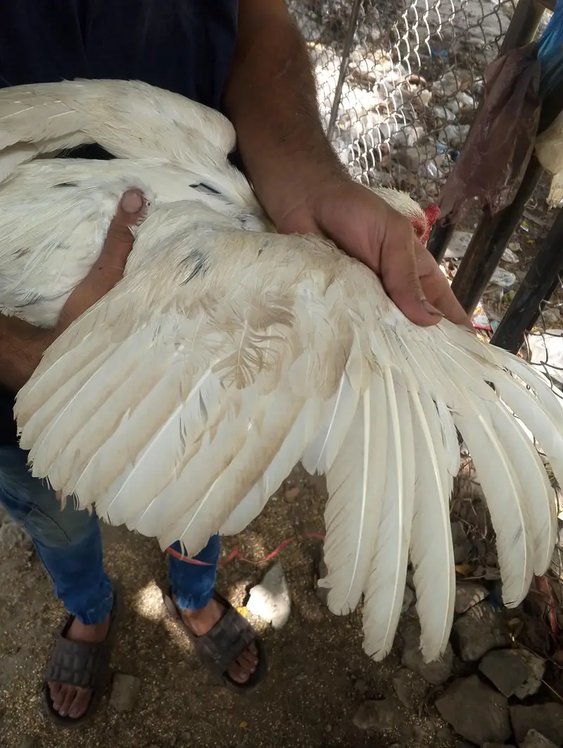 white mianwalli aseal breader argent for sale kami pasi ho jay ge — photo 4