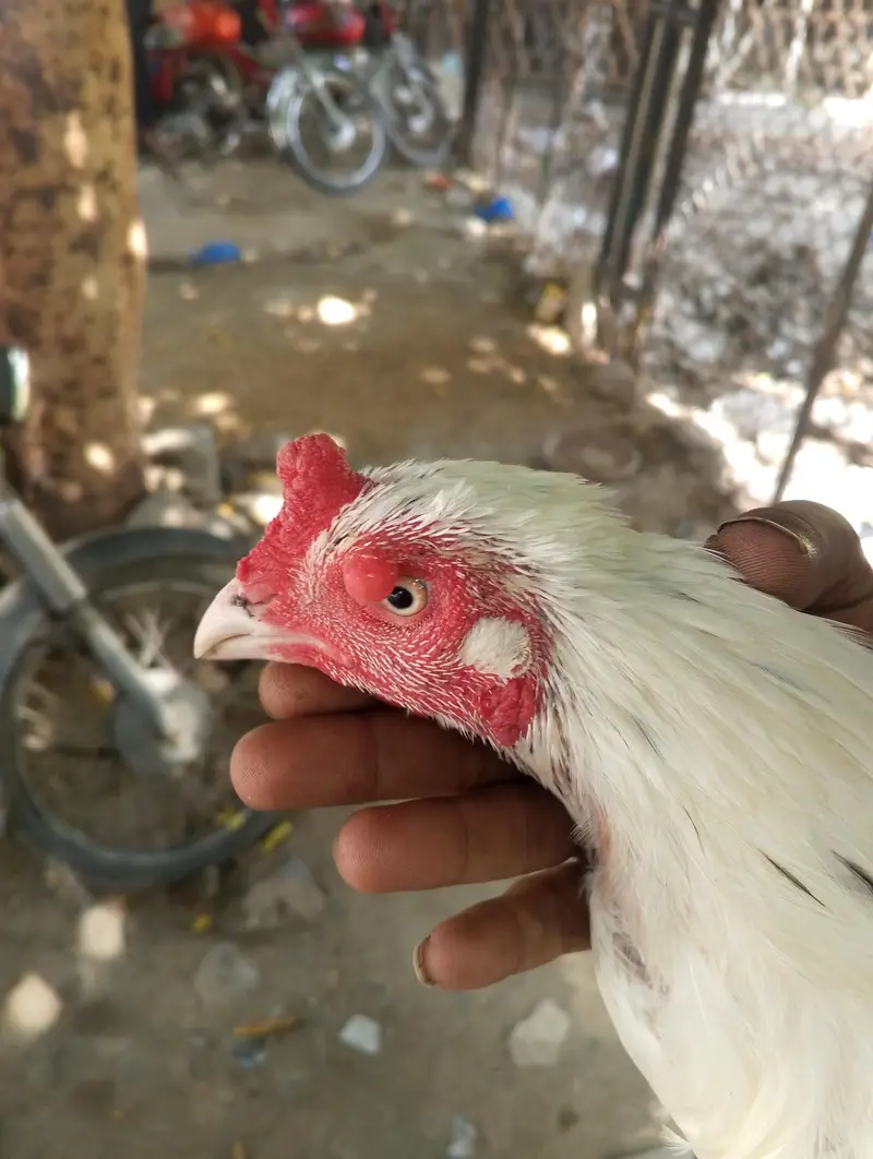white mianwalli aseal breader argent for sale kami pasi ho jay ge — photo 5
