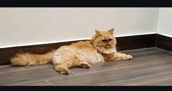 Russian Double Coated Cat for Sale