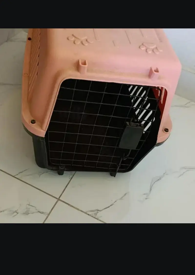 Russian Double Coated Cat for Sale — photo 2