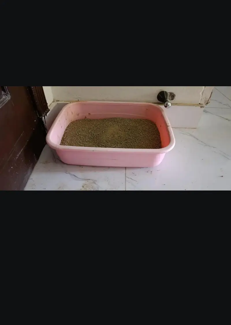 Russian Double Coated Cat for Sale — photo 3