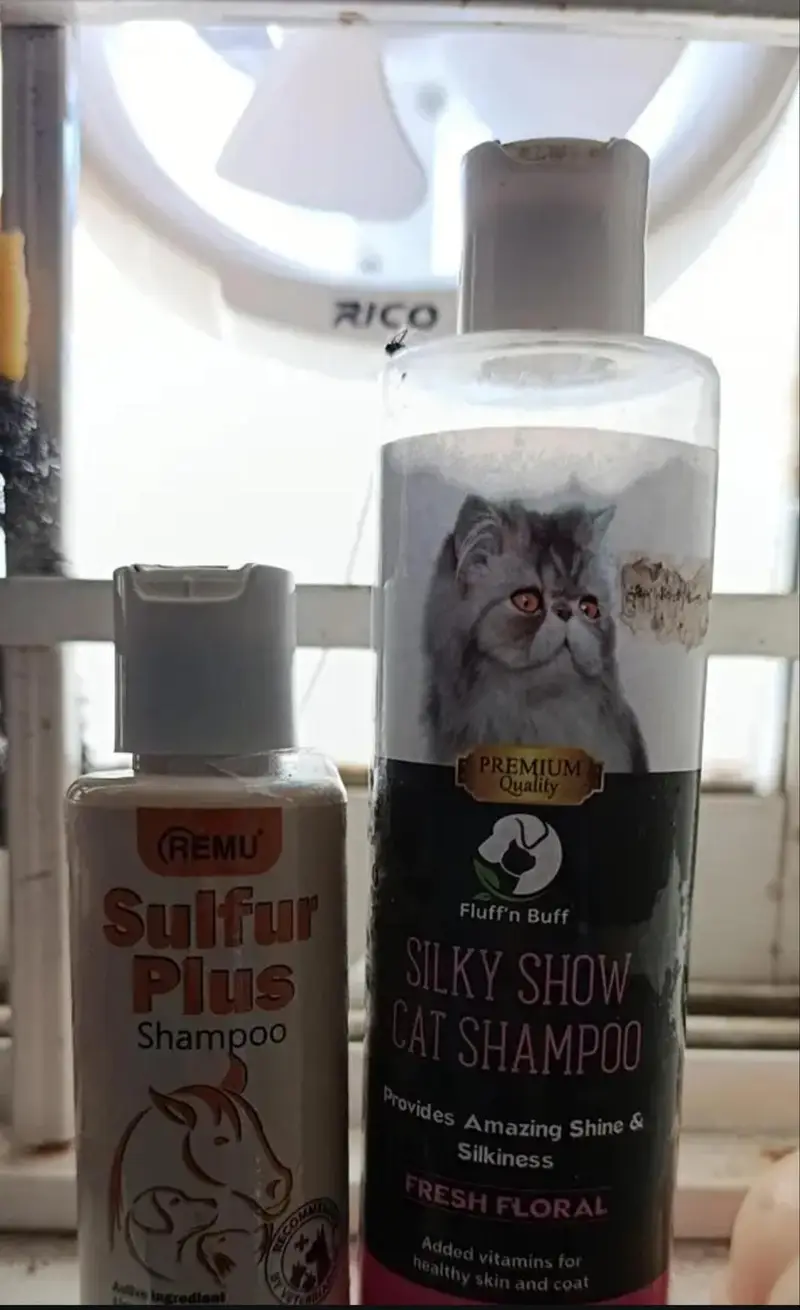 Russian Double Coated Cat for Sale — photo 7