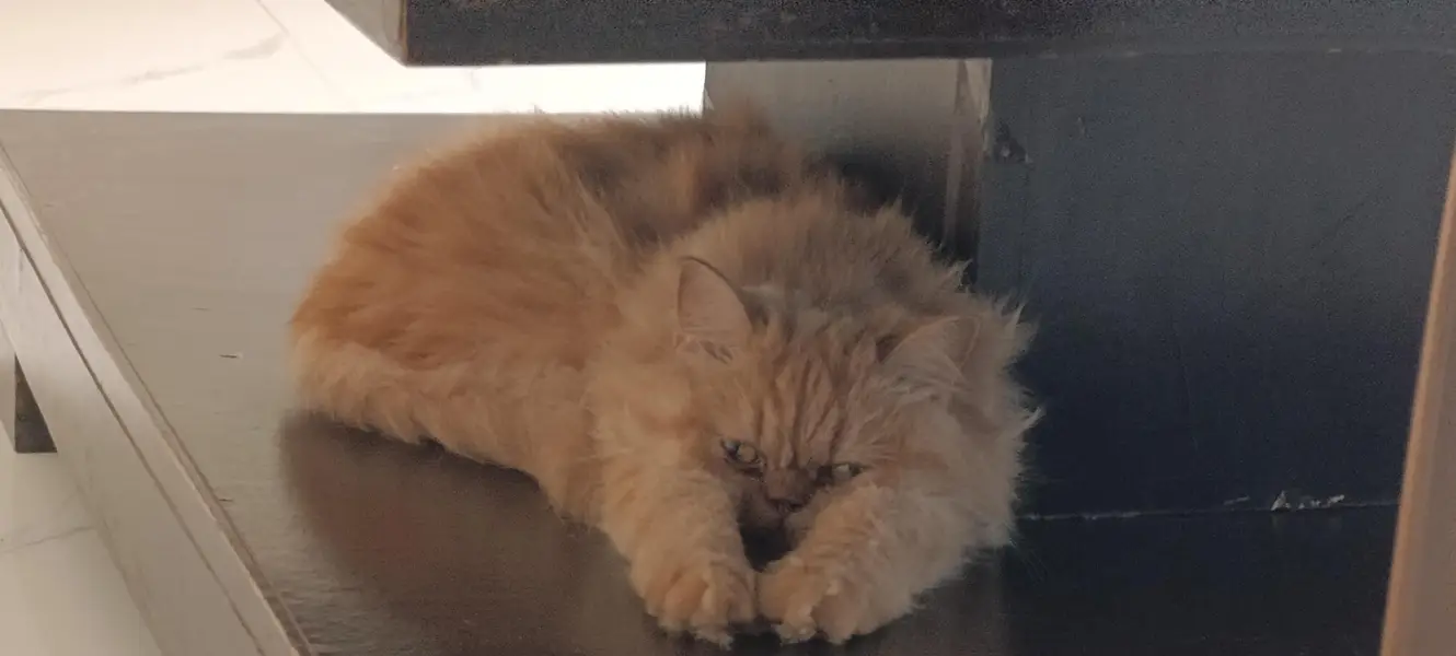 Russian Double Coated Cat for Sale — photo 11