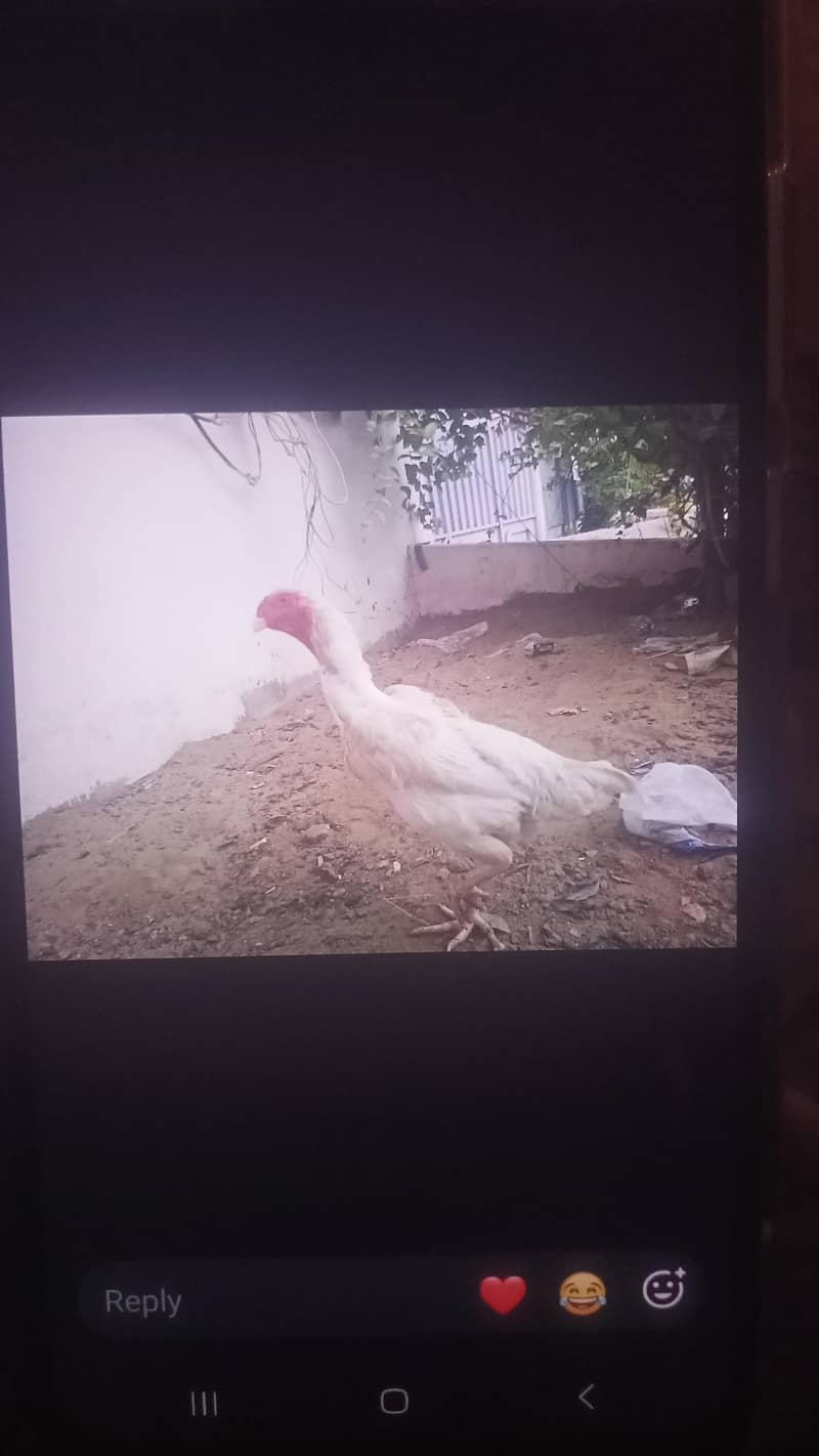 Egg lying hen 1
